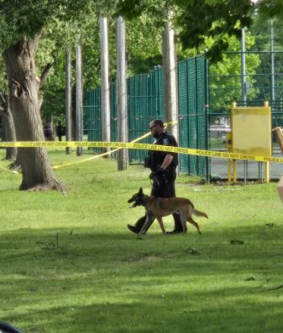 A police dog sniffs the park grounds for bullet casings. 