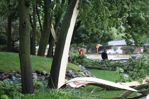 Tree damage on 39th Ave. south of UW-Parkside. 