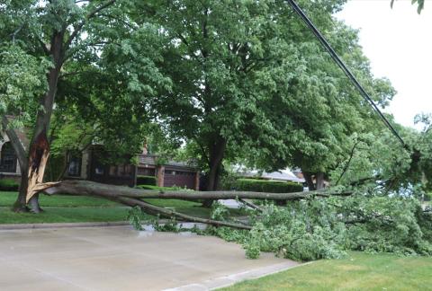 A large branch snapped off of a tree coming to rest on utility lines in Kenosha's Allendale neighborhood. 