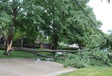 A large branch snapped off of a tree coming to rest on utility lines in Kenosha's Allendale neighborhood. 