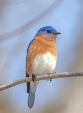 This Eastern Bluebird is just one of more than 20 species of migratory birds that consider Shoop park an ideal spot to nest each year.  Credit: Bob Salvitore. 